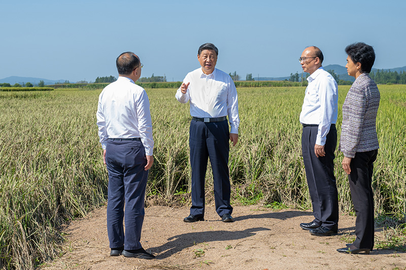 9月6日至8日，中共中央總書記、國家主席、中央軍委主席習(xí)近平在黑龍江考察。這是7日上午，習(xí)近平在遭受洪澇災(zāi)害的哈爾濱尚志市老街基鄉(xiāng)龍王廟村，察看水稻受災(zāi)情況。